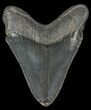 Serrated, Fossil Megalodon Tooth - Georgia #68041-2